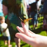 selective focus photography of a butterfly perching on human finger