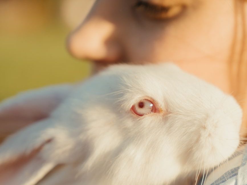 white rabbit on blue and white plaid textile