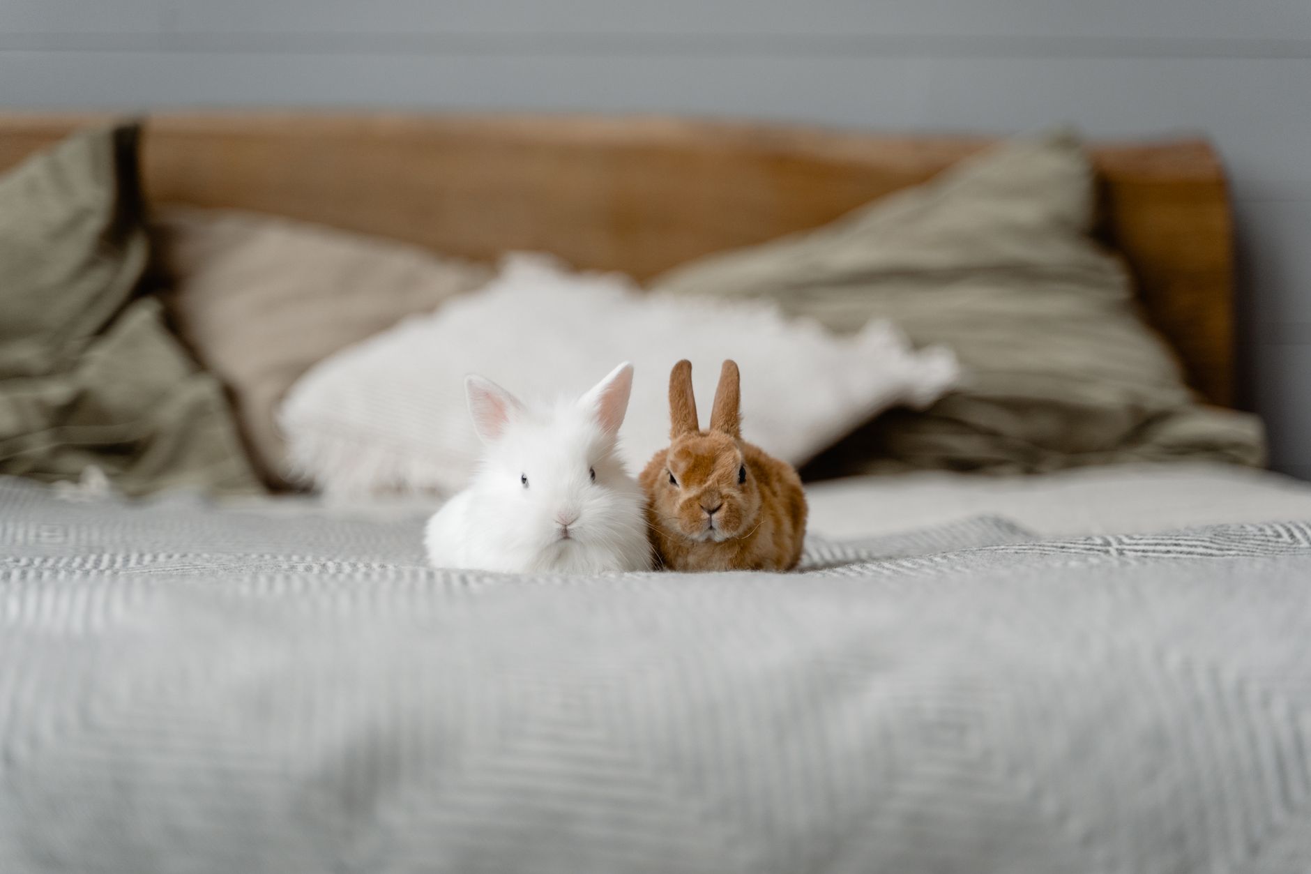 white and brown rabbits on bed