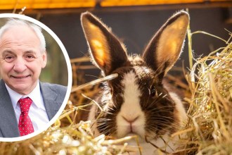 A rabbit sitting in hay, with an inset photo of Mike Hedges MS