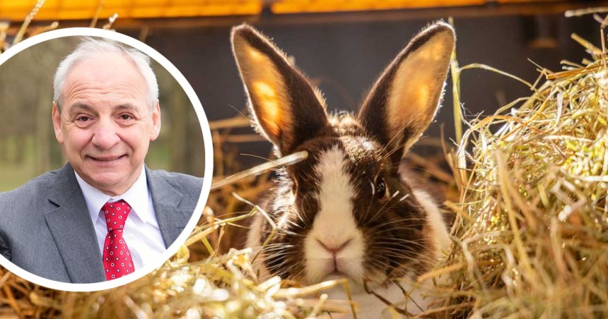A rabbit sitting in hay, with an inset photo of Mike Hedges MS