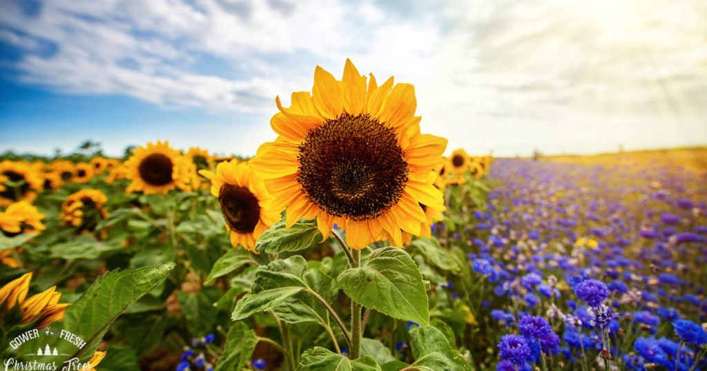 RHOSSILI: Sunflower fields open for summer today — but for the next fortnight it’s the lavender stealing the show