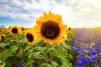 A sunflower in close-up against a sunlit sky at the Rhossili fields, with a field of blue cornflowers to the right