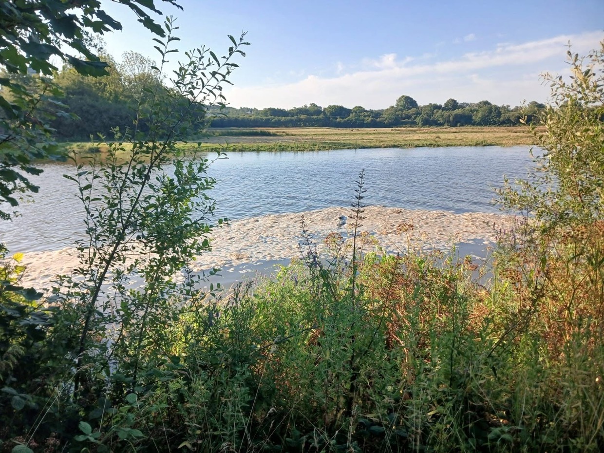 Foam floating on the surface of the River Towy, seen through riverbank vegetation