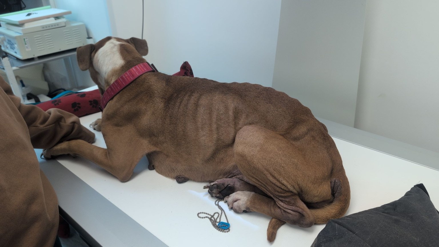 An emaciated tan and white dog lying on a vet's table, her spine, ribs and hip bones clearly visible.
