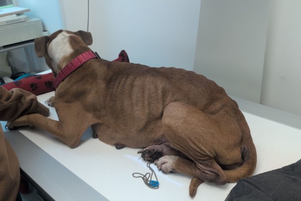 An emaciated tan and white dog lying on a vet's table, her spine, ribs and hip bones clearly visible.