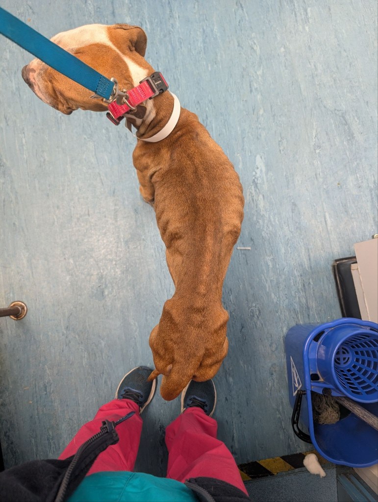 An extremely thin tan-coloured dog on a lead at the vets, seen from above, her spine and ribs visible.