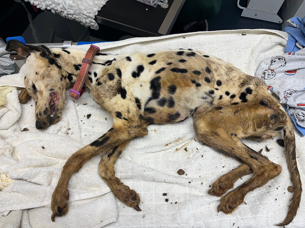 The body of Darcy the Dalmatian lying on a towel at a vets, severely emaciated with ribs and hips visible