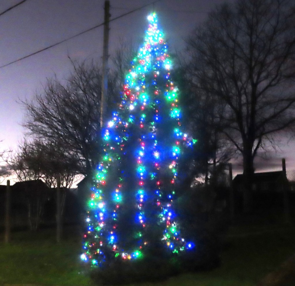 The Bancyfelin village Christmas tree lit up outside the school at night