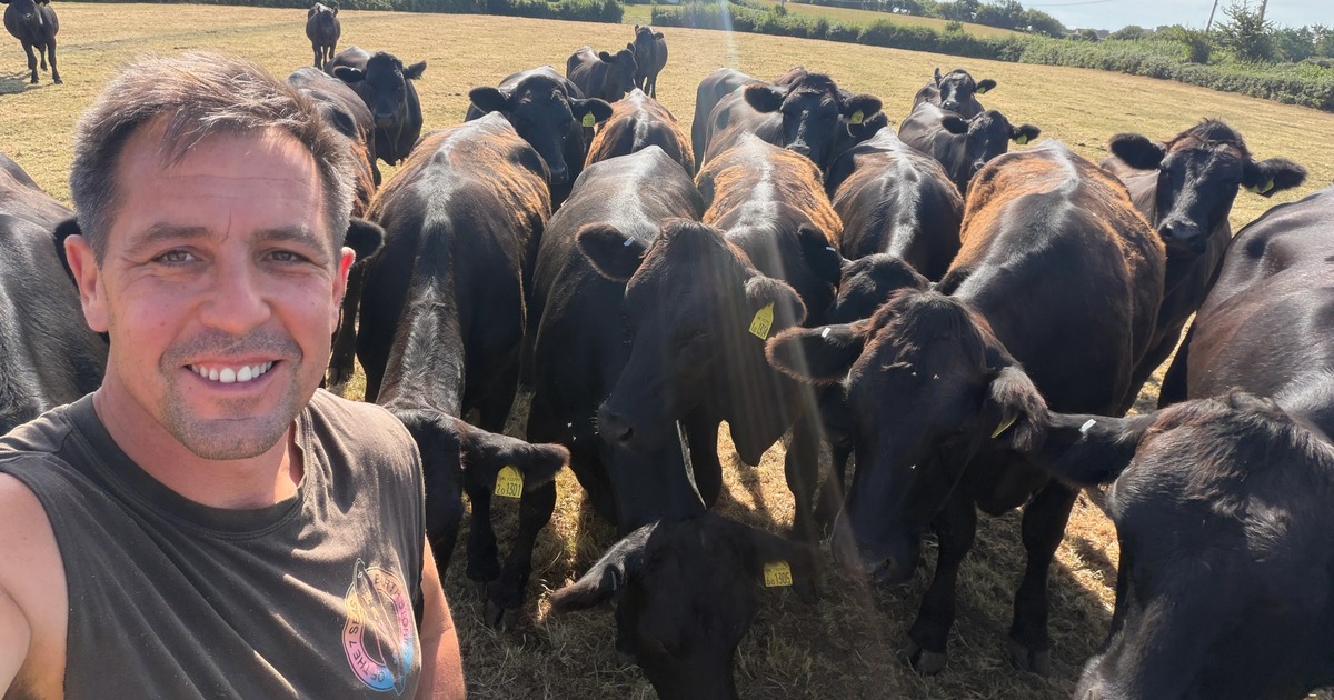 Cllr Andrew Stevens takes a selfie with his cattle on a sun-parched field