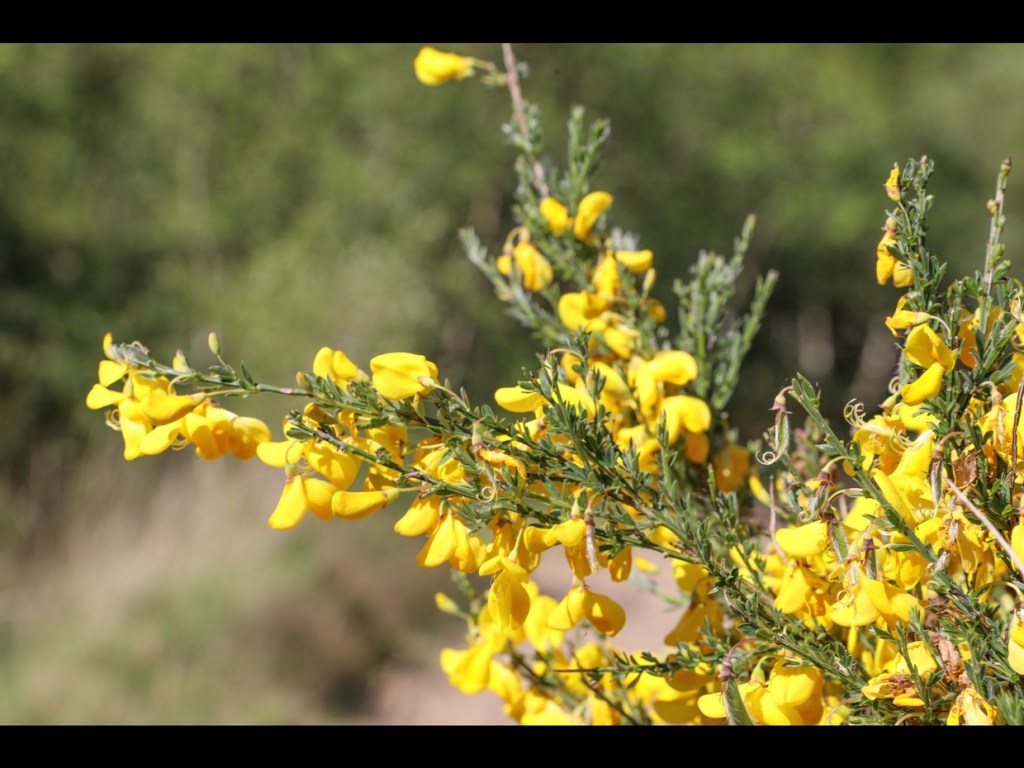 Close-up of bright yellow broom flowers on green stems against a blurred woodland background