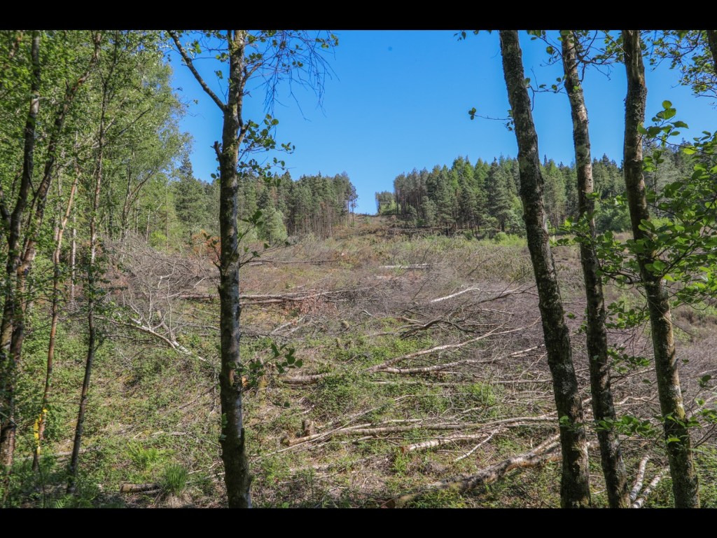 A cleared hillside strewn with felled tree trunks seen between standing birch trees on Kilvey Hill, conifers still standing on the ridge beyond