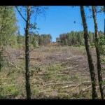 A cleared hillside strewn with felled tree trunks seen between standing birch trees on Kilvey Hill, conifers still standing on the ridge beyond