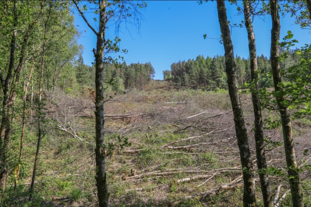 A cleared hillside strewn with felled tree trunks seen between standing birch trees on Kilvey Hill, conifers still standing on the ridge beyond