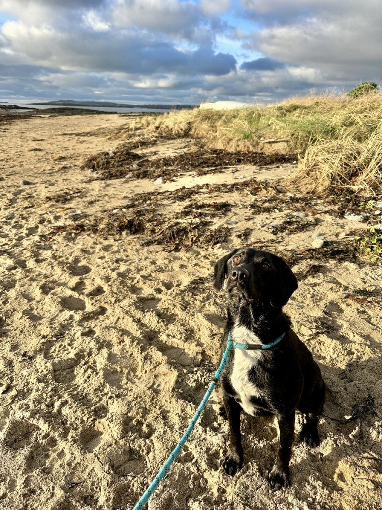 A black labrador on a lead sitting on a sandy beach