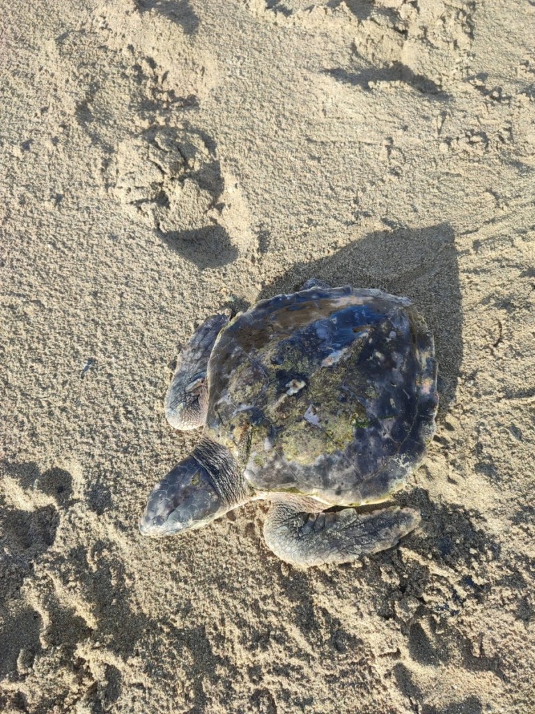 A small sea turtle lying on the sand of an Anglesey beach