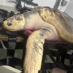 A large Kemp's ridley sea turtle resting on a padded weighing frame