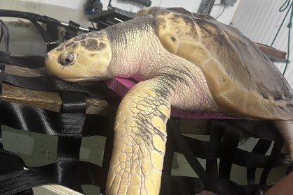 A large Kemp's ridley sea turtle resting on a padded weighing frame