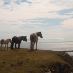 Three horses and a foal standing on a grassy clifftop at Rhossili, looking out over the sea