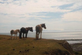Three horses and a foal standing on a grassy clifftop at Rhossili, looking out over the sea
