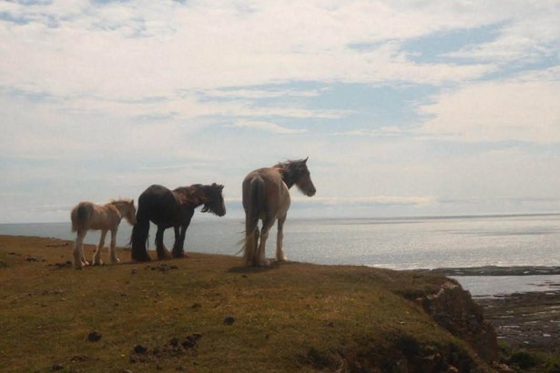 Three horses and a foal standing on a grassy clifftop at Rhossili, looking out over the sea
