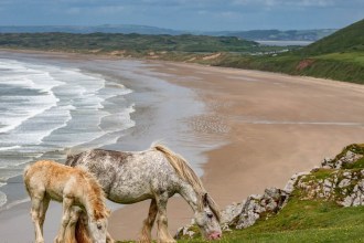 A grey mare and a chestnut foal grazing on the clifftop with Rhossili Bay's beach and surf behind