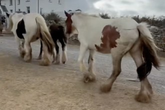 Horses including a foal walking along a stone-walled lane past a white farmhouse as they leave Rhossili