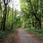 A wide gravel path running through Clyne Valley Country Park between tall trees in full leaf