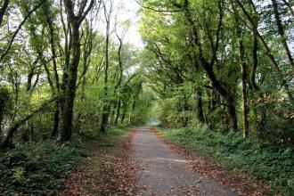 A wide gravel path running through Clyne Valley Country Park between tall trees in full leaf