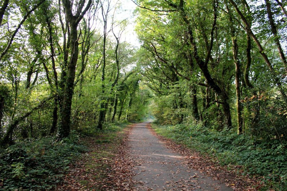 A wide gravel path running through Clyne Valley Country Park between tall trees in full leaf