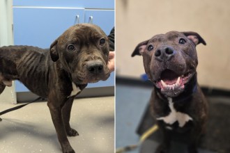 Side by side: Charlie, a brindle Staffordshire bull terrier type dog, emaciated with ribs showing at a vet's, and later healthy and smiling after his recovery