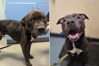 Side by side: Charlie, a brindle Staffordshire bull terrier type dog, emaciated with ribs showing at a vet's, and later healthy and smiling after his recovery