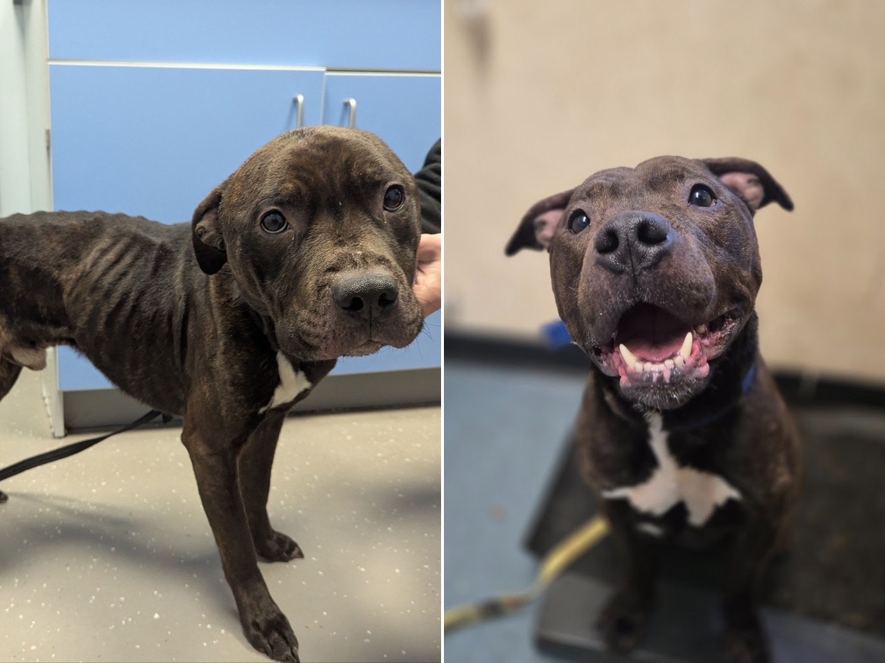Side by side: Charlie, a brindle Staffordshire bull terrier type dog, emaciated with ribs showing at a vet's, and later healthy and smiling after his recovery