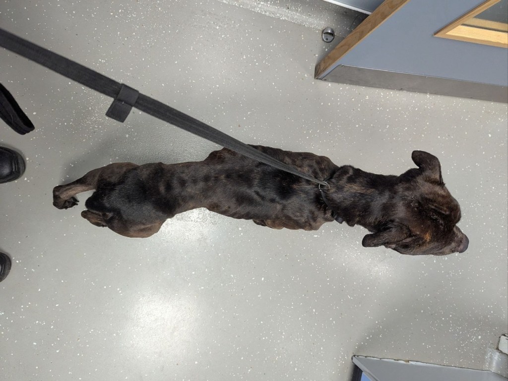 View from above of Charlie, an emaciated brindle dog on a lead, with his spine and hips showing