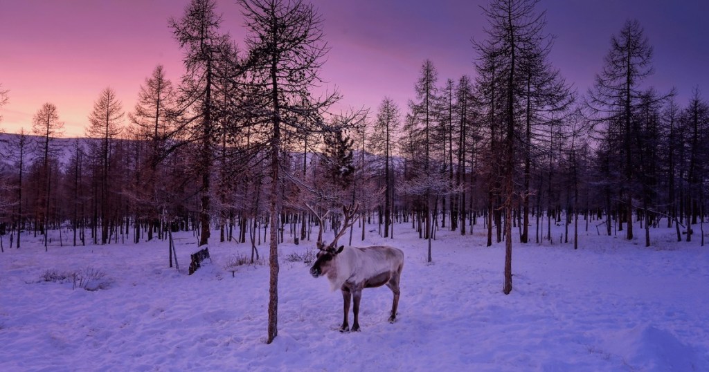 CARDIFF AIRPORT: Tour operators to fly families direct to Lapland to meet Santa this December