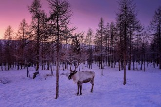 A reindeer with antlers standing in snow among bare larch trees under a pink and purple winter sky