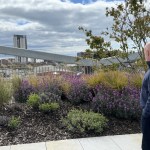 A man looks out over a rooftop garden of grasses and purple flowers at 71/72 Kingsway, with Swansea's Meridian Tower on the skyline