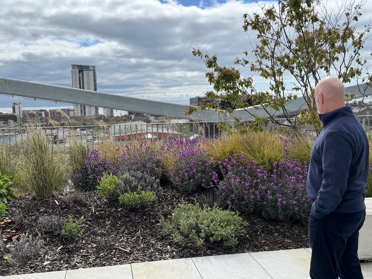 A man looks out over a rooftop garden of grasses and purple flowers at 71/72 Kingsway, with Swansea's Meridian Tower on the skyline