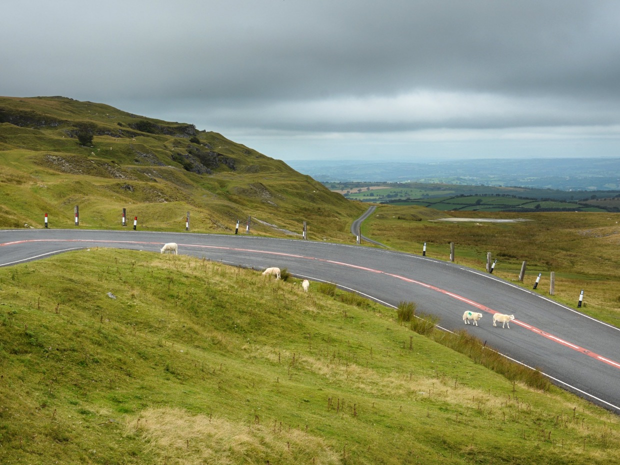 The A4069 Black Mountain road winding across open hillside in Carmarthenshire, with sheep on the verge and the carriageway and farmland stretching into the distance