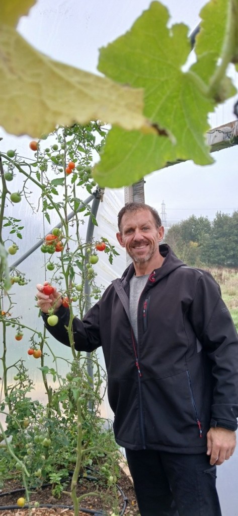 Andrew Jenkins picking a ripe tomato from a vine inside the polytunnel at Cae Felin
