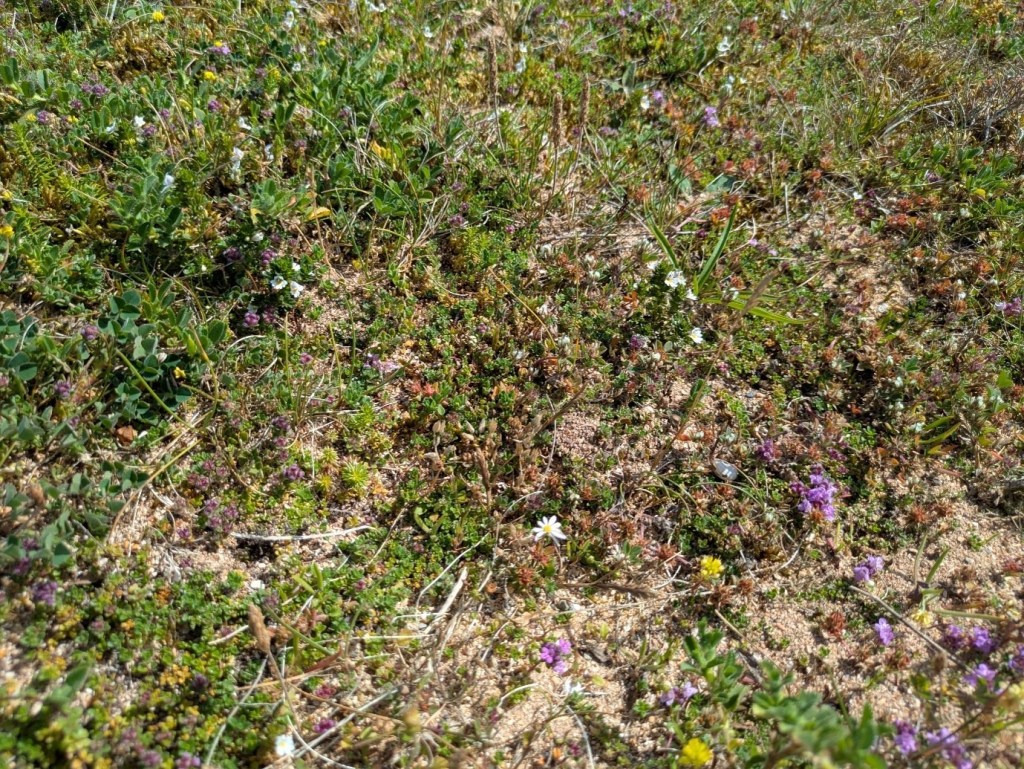 Low wild thyme, small white and yellow flowers and patches of bare sand