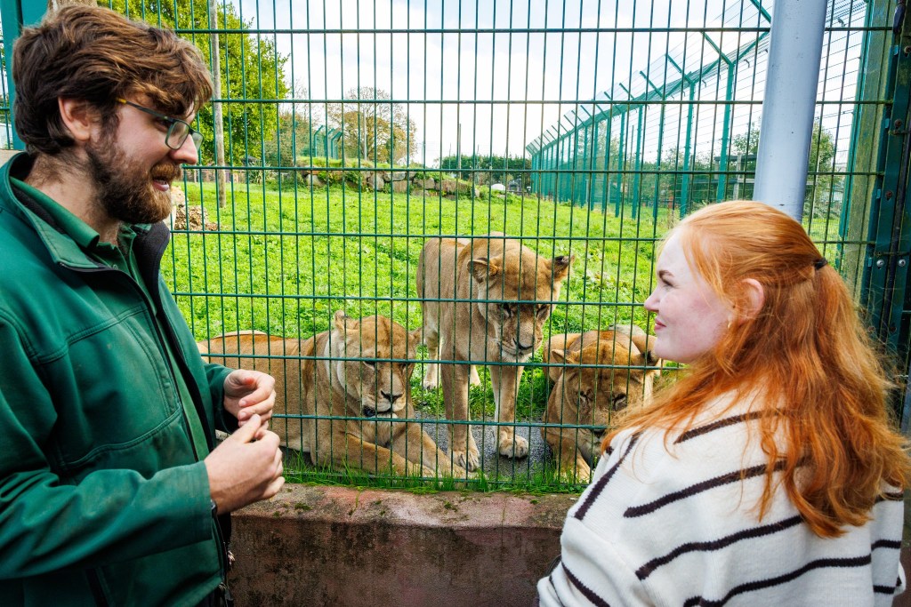 A keeper in green and a young woman with red hair stand at the mesh of a lion enclosure as lionesses look on
