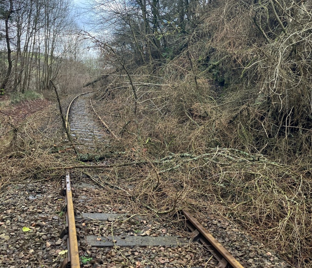 Railway track buried under fallen trees, branches and brambles on a wooded embankment, with the rails curving away into the distance