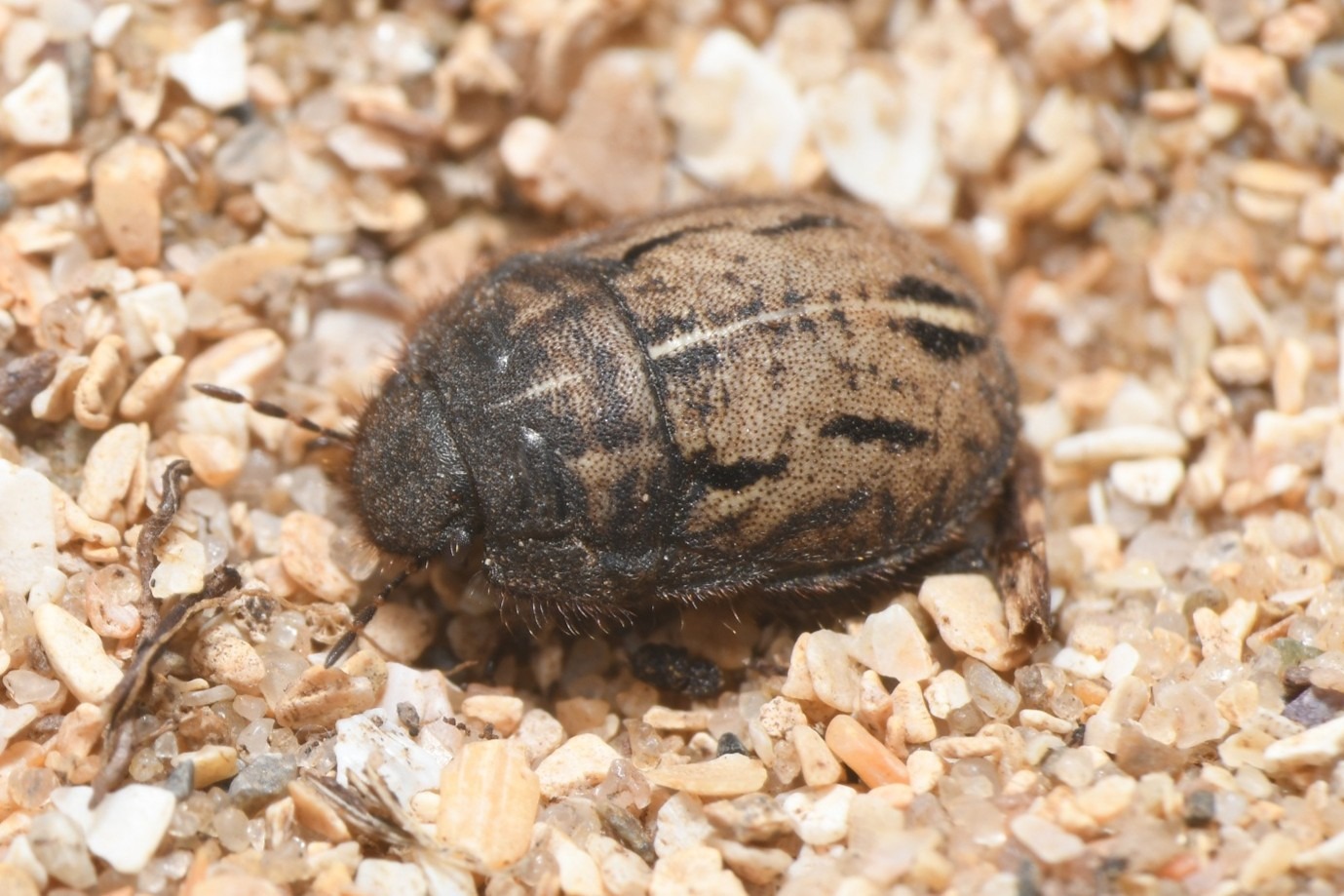 A short-necked oil beetle on coarse sand and shell grains
