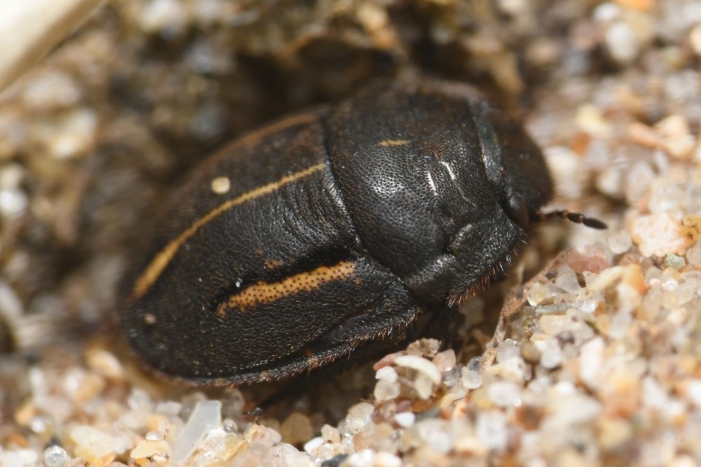 A dark short-necked oil beetle half-buried in sand
