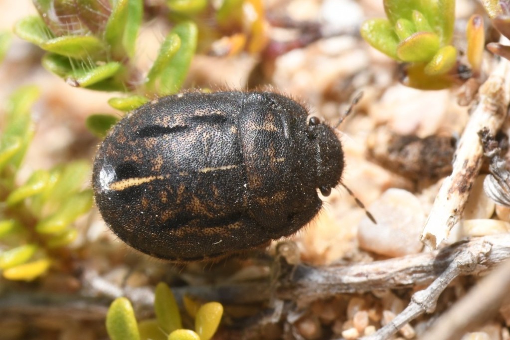 A short-necked oil beetle among small green plants on sandy ground