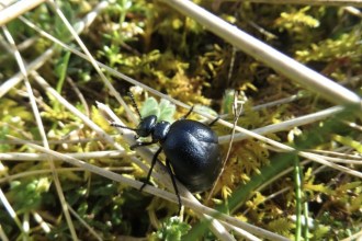 A black short-necked oil beetle on moss among dry grass stems