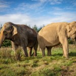 Two Asian elephants, one dark and one pale, grazing side by side in a grassy field under a blue sky