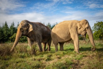 Two Asian elephants, one dark and one pale, grazing side by side in a grassy field under a blue sky