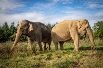 Two Asian elephants, one dark and one pale, grazing side by side in a grassy field under a blue sky